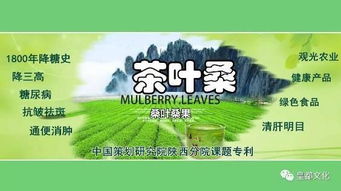 十萬畝茶桑蓄勢億元產值 涇陽茶經濟醞釀新特品牌 農業科技研發